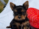 2 chiots Yorkshire Terrier nés en avril 2026 LOF à réserver