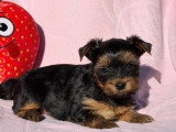 2 chiots Yorkshire Terrier nés en avril 2026 LOF à réserver