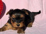 2 chiots Yorkshire Terrier nés en avril 2026 LOF à réserver