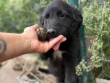 Touka, chiot femelle à adopter en association