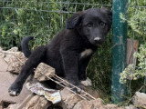 Touka, chiot femelle à adopter en association