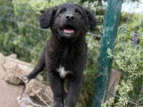 Touka, chiot femelle à adopter en association