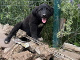 Touka, chiot femelle à adopter en association
