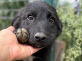 Touka, chiot femelle à adopter en association