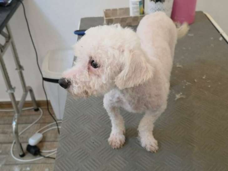 Venus, chienne Bichon abandonnée à adopter en association