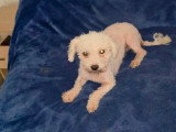 Venus, chienne Bichon abandonnée à adopter en association