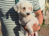Venus, chienne Bichon abandonnée à adopter en association