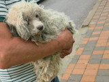Venus, chienne Bichon abandonnée à adopter en association