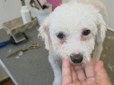 Venus, chienne Bichon abandonnée à adopter en association