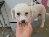 Venus, chienne Bichon abandonnée à adopter en association