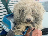 Venus, chienne Bichon abandonnée à adopter en association