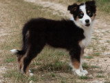 Chiot femelle Berger Australien noir tricolore non LOF à vendre