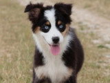 Chiot femelle Berger Australien noir tricolore non LOF à vendre