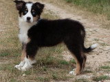 Chiot femelle Berger Australien noir tricolore non LOF à vendre