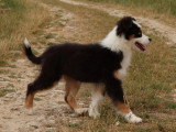 Chiot femelle Berger Australien noir tricolore non LOF à vendre