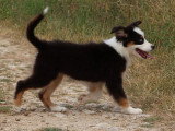 Chiot femelle Berger Australien noir tricolore non LOF à vendre