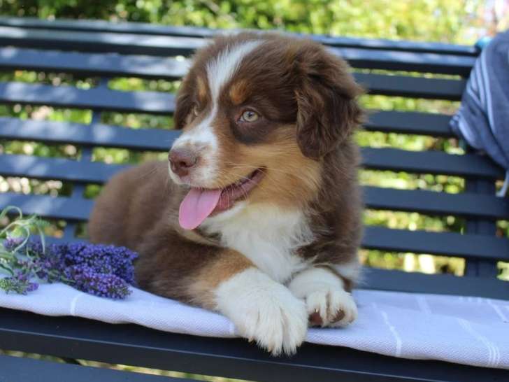 4 chiots Berger Américain Miniature LOF d'avril 2026 en vente