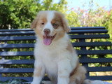 4 chiots Berger Américain Miniature LOF d'avril 2026 en vente