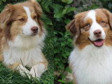 4 chiots Berger Américain Miniature LOF d'avril 2026 en vente