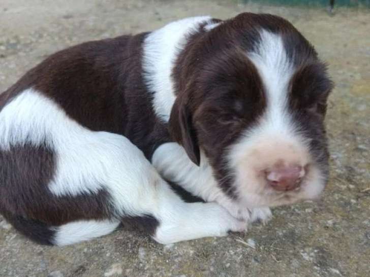 À réserver : 5 chiots Springer Spaniel non LOF marron et blanc