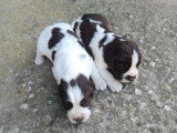 À réserver : 5 chiots Springer Spaniel non LOF marron et blanc