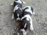 À réserver : 5 chiots Springer Spaniel non LOF marron et blanc