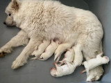 7 chiots Samoyèdes inscrits au LOF nés en mai 2026 à réserver