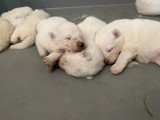 7 chiots Samoyèdes inscrits au LOF nés en mai 2026 à réserver