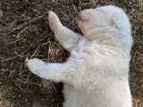 7 chiots Samoyèdes inscrits au LOF nés en mai 2026 à réserver