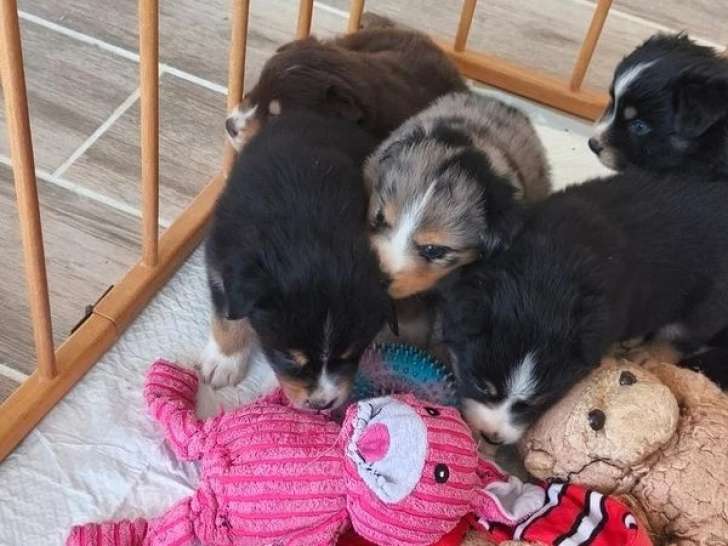 7 chiots Berger Américain Miniature non LOF de mai 2026 en vente
