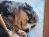 7 chiots Berger Américain Miniature non LOF de mai 2026 en vente