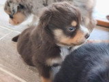 7 chiots Berger Américain Miniature non LOF de mai 2026 en vente