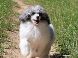 Chiot Caniche Nain mâle bleu merle non LOF à vendre