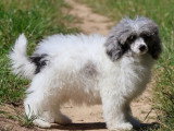 Chiot Caniche Nain mâle bleu merle non LOF à vendre