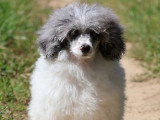 Chiot Caniche Nain mâle bleu merle non LOF à vendre
