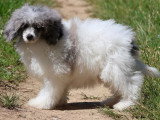 Chiot Caniche Nain mâle bleu merle non LOF à vendre