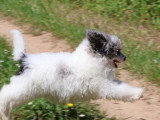 Chiot Caniche Nain mâle bleu merle non LOF à vendre