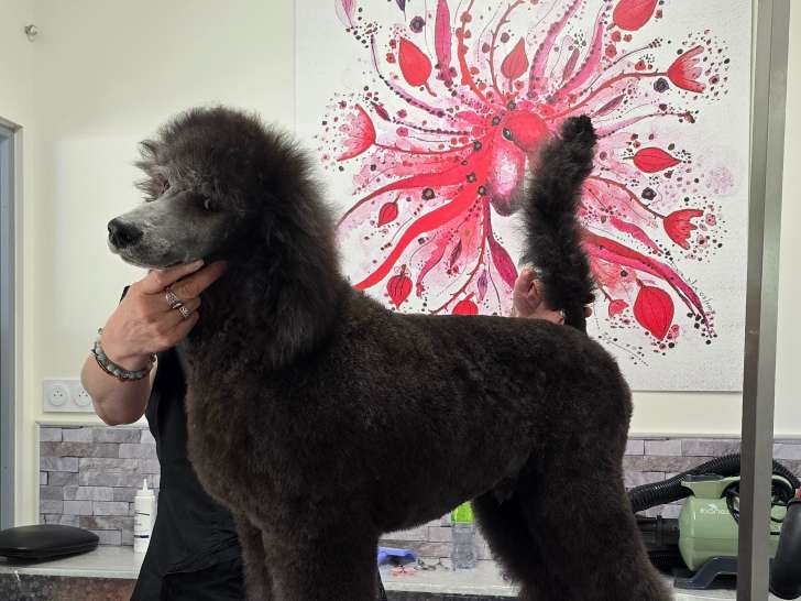 Chiot Grand Caniche à vendre