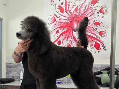 Chiot Grand Caniche à vendre