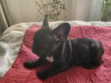 Chiots de type Bouledogue Français à vendre (3 femelles & 2 mâles)