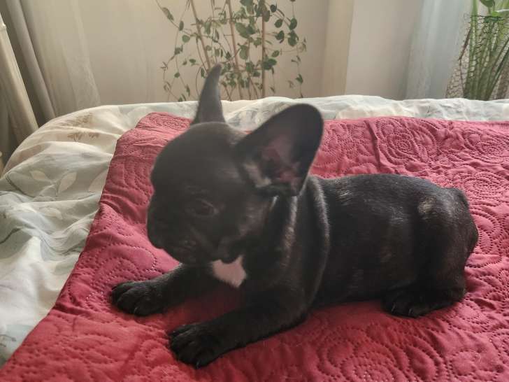 Chiots de type Bouledogue Français à vendre (3 femelles & 2 mâles)
