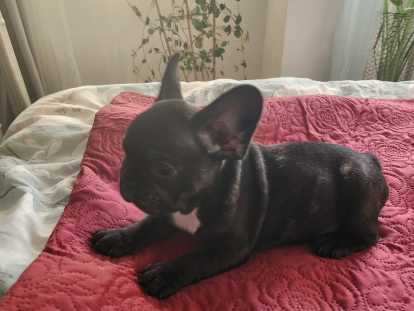 Chiots de type Bouledogue Français à vendre (3 femelles & 2 mâles)