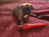 Chiots de type Bouledogue Français à vendre (3 femelles & 2 mâles)