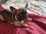 Chiots de type Bouledogue Français à vendre (3 femelles & 2 mâles)
