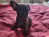 Chiots de type Bouledogue Français à vendre (3 femelles & 2 mâles)