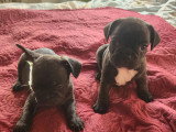 Chiots de type Bouledogue Français à vendre (3 femelles & 2 mâles)