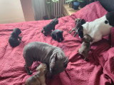Chiots de type Bouledogue Français à vendre (3 femelles & 2 mâles)