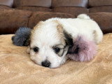 Adorable chiot femelle Coton de Tuléar LOF à vendre