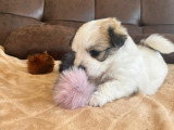 Adorable chiot femelle Coton de Tuléar LOF à vendre