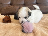 Adorable chiot femelle Coton de Tuléar LOF à vendre